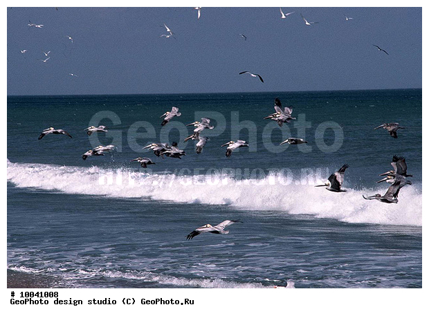 12, ���������