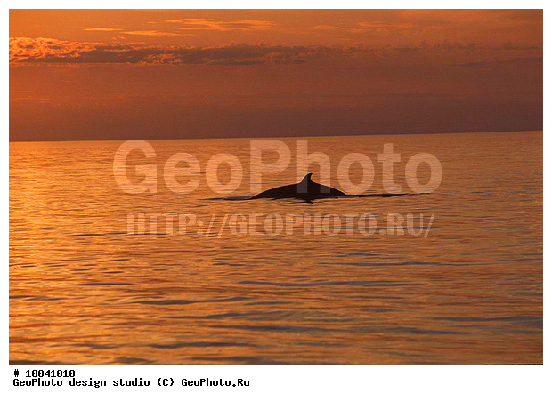 12, ���������