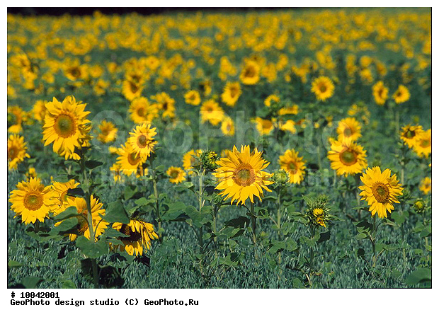 12, ���������