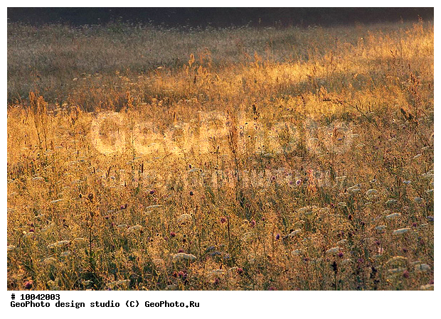 12, ���������