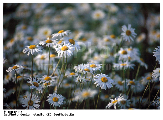 12, ���������