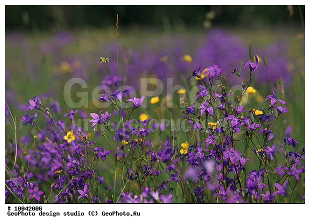 12, ���������