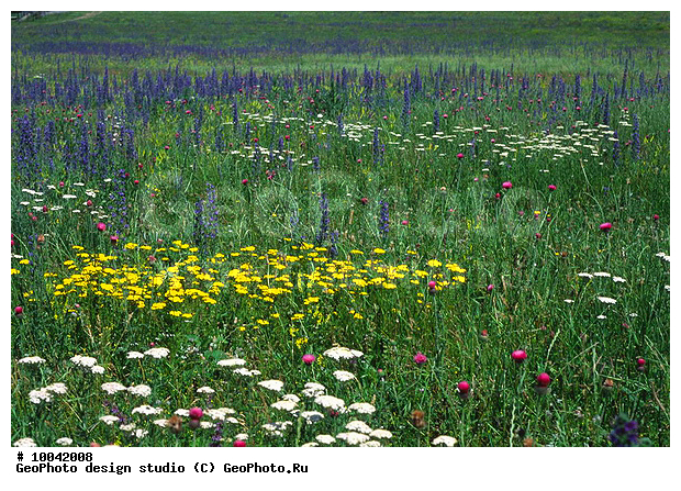 12, ���������