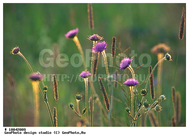 12, ���������