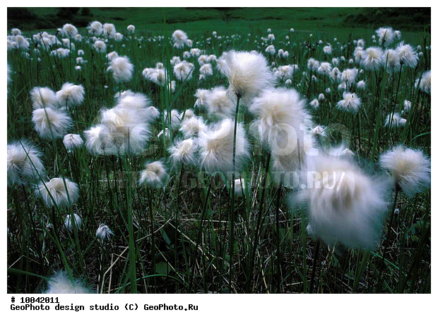 12, ���������