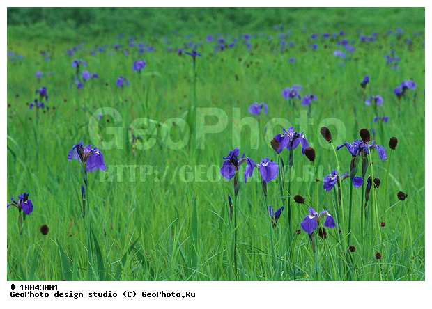 12, ���������