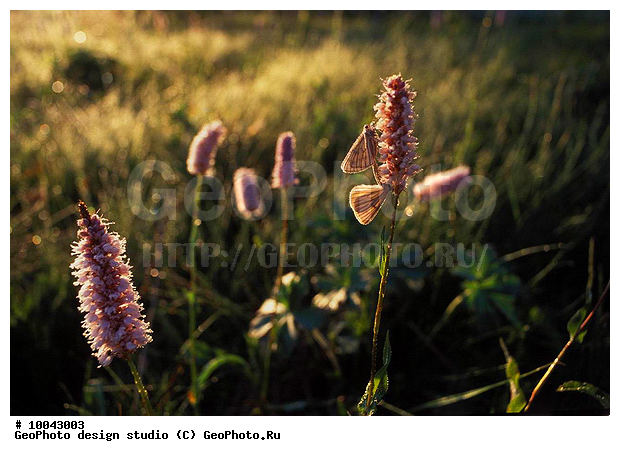 12, ���������