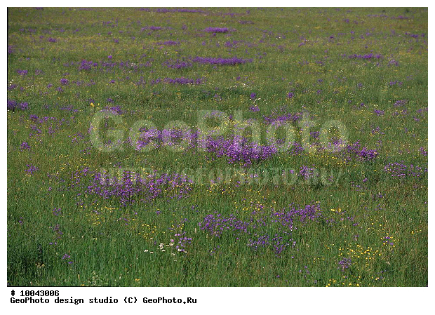 12, ���������