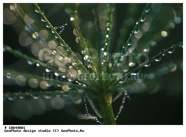 12, ���������