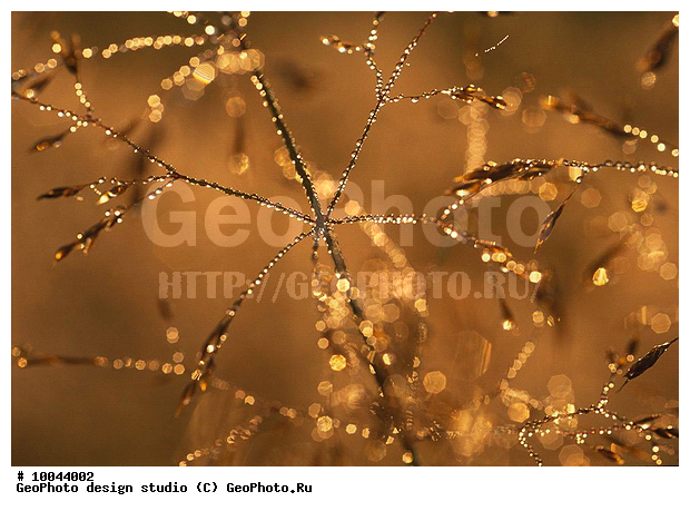 12, ���������