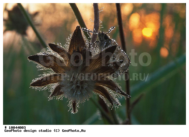 12, ���������