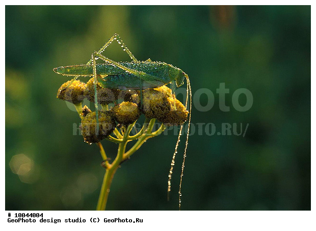 12, ���������