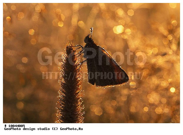 12, ���������