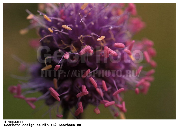 12, ���������