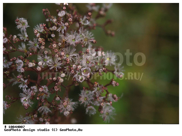 12, ���������