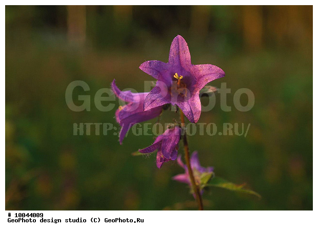 12, ���������