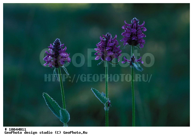 12, ���������