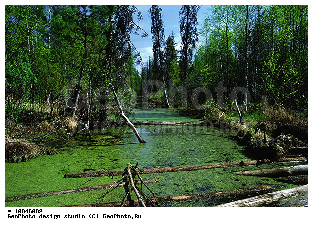 12, ���������