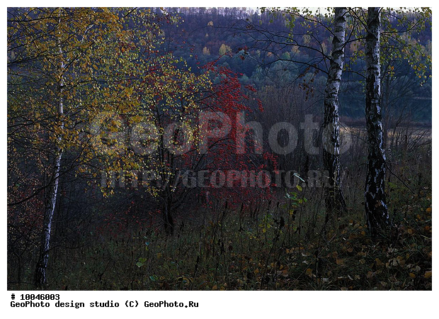 12, ���������