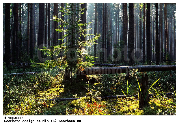 12, ���������