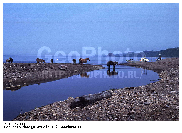 12, ���������