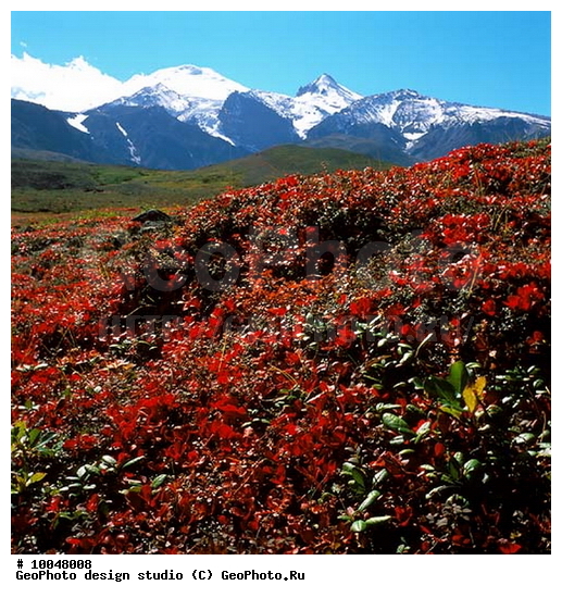 12, ���������