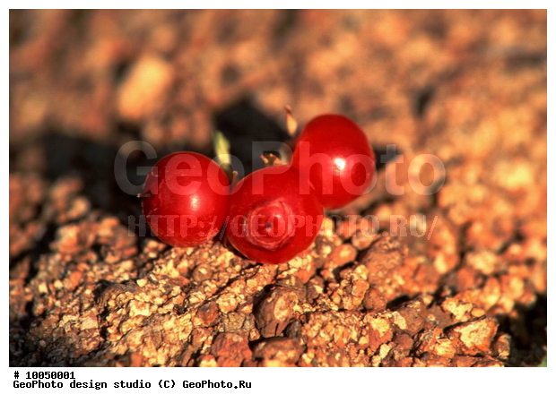 12, ���������