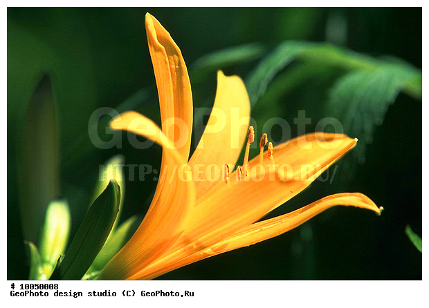 12, ���������