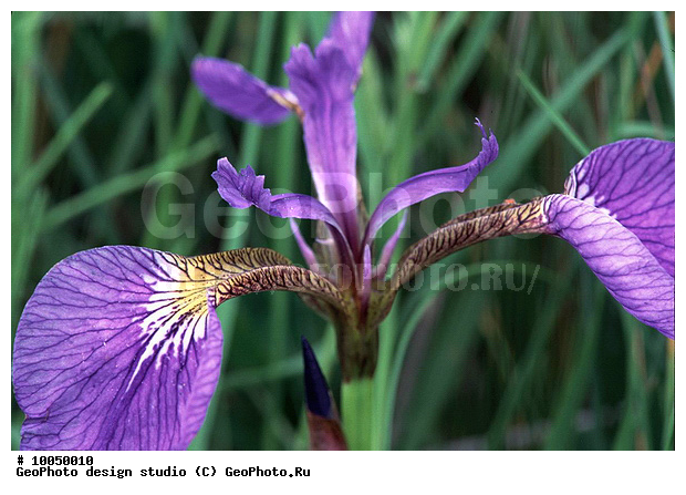 12, ���������