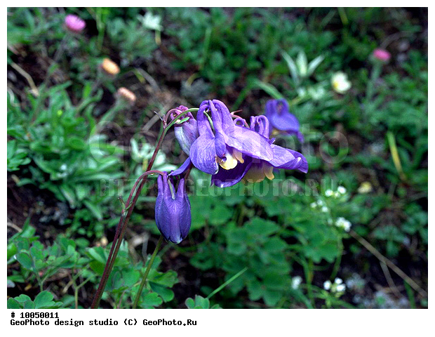 12, ���������