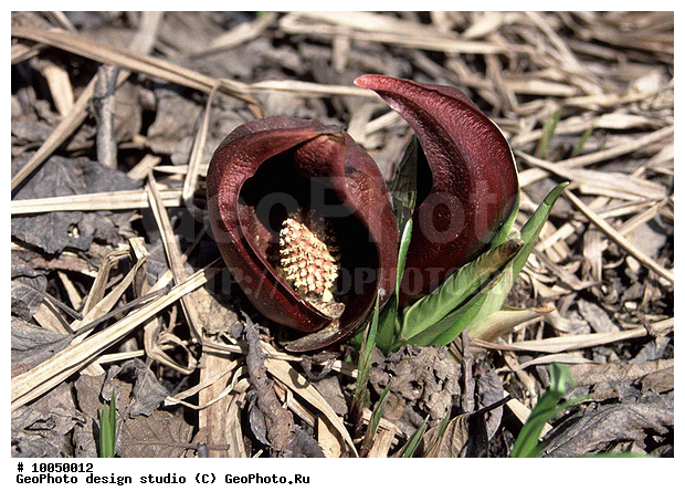 12, ���������