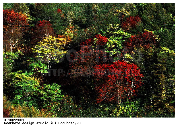 12, ���������