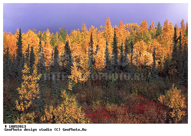 12, ���������