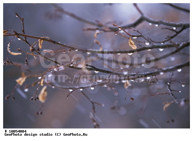 12, ���������