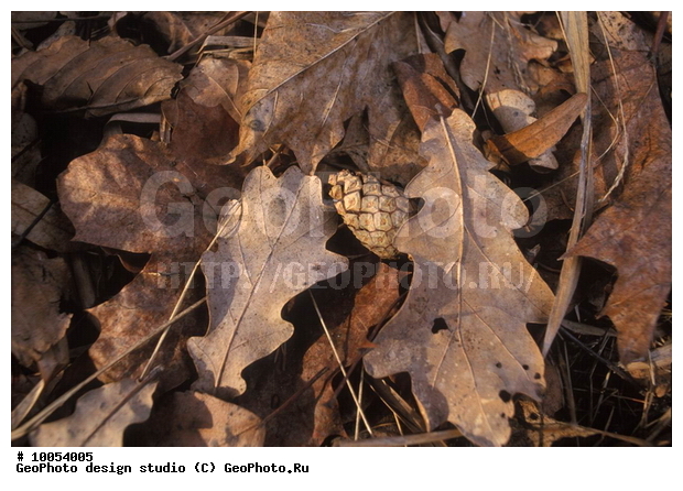 12, ���������