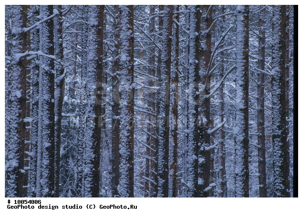 12, ���������