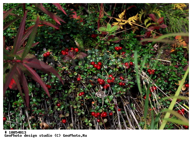 12, ���������