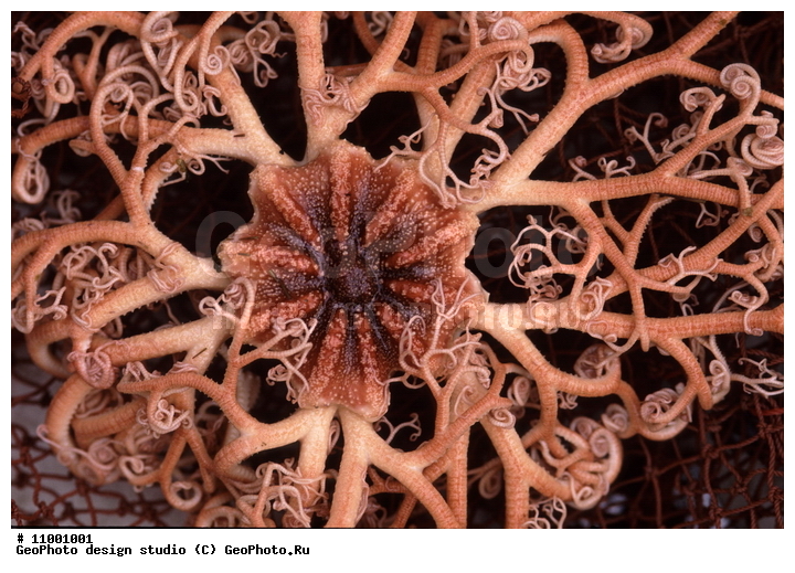 ���������, �������, �������