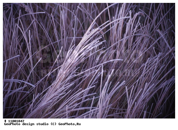 ���������, �������, �������