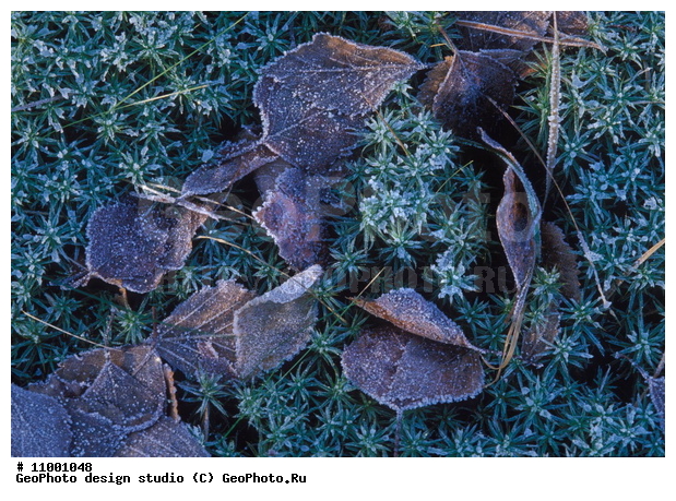 ���������, �������, �������