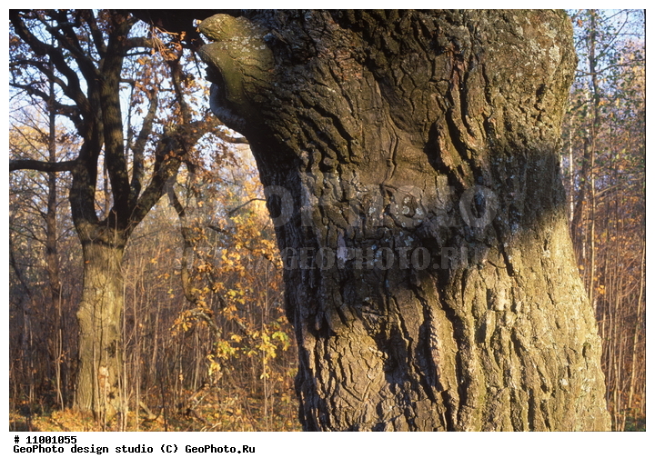 ���������, �������, �������