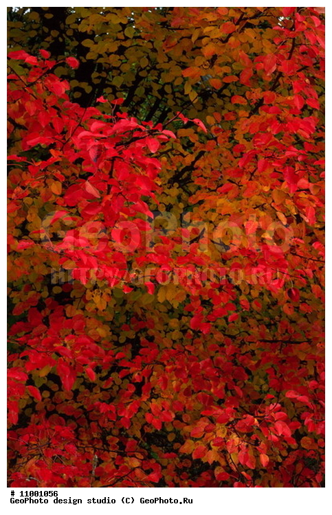 ���������, �������, �������