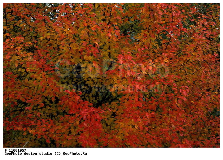 ���������, �������, �������