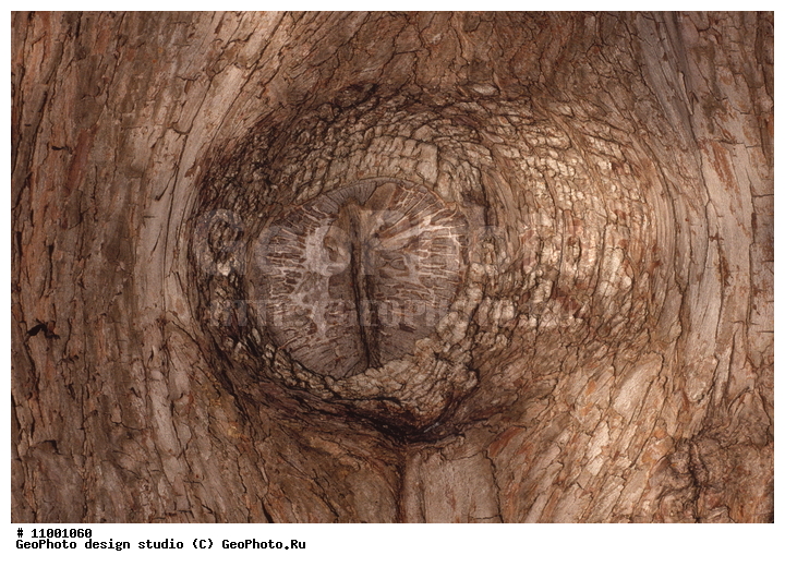 ���������, �������, �������