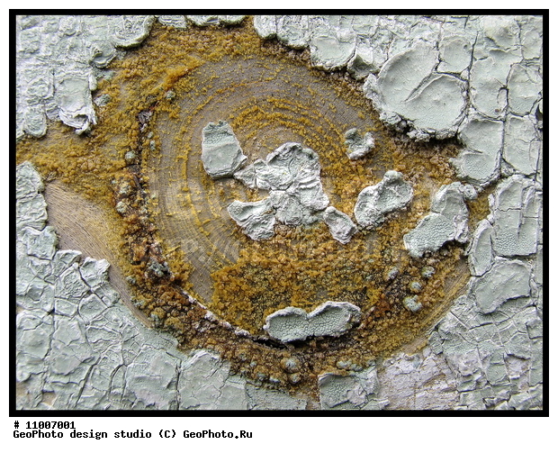 ����������� ���������, ���������