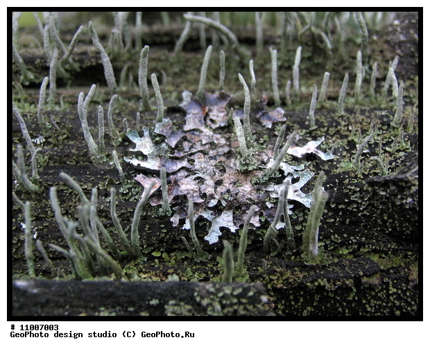 ����������� ���������, ���������