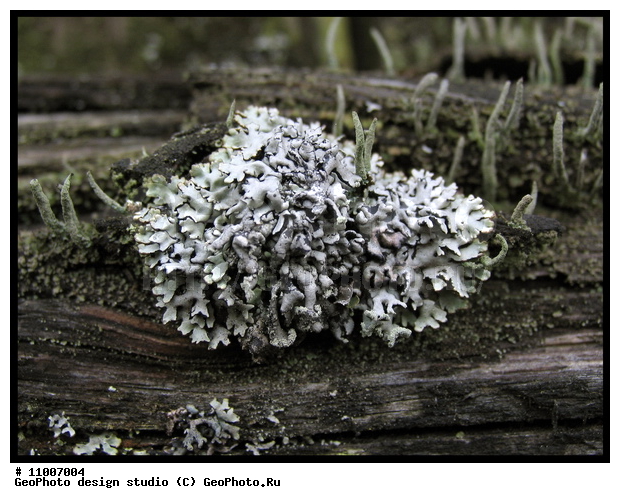 ����������� ���������, ���������