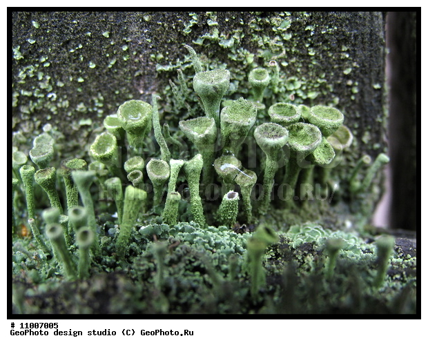 ����������� ���������, ���������