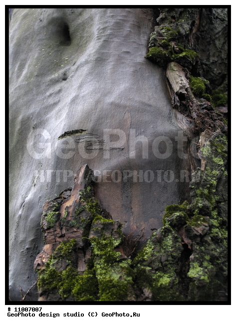 ����������� ���������, ���������