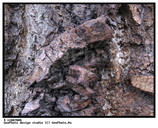 ����������� ���������, ���������